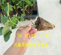 四川广元卖的草莓苗多少钱、白草莓苗批发价格图片