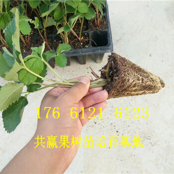 四川广元卖的草莓苗多少钱、白草莓苗批发价格