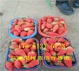 新疆阿拉爾賣的草莓苗多少錢、露天草莓苗批發價格