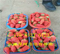 山西晋中卖的草莓苗多少钱、奶油草莓苗批发价格图片