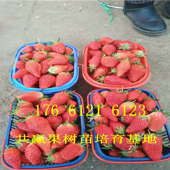江西宜春卖的草莓苗多少钱、丰香草莓苗批发价格