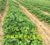 陕西安康卖的草莓苗多少钱、大棚草莓苗批发价格图片2
