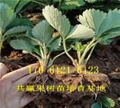 陕西安康卖的草莓苗多少钱、大棚草莓苗批发价格图片3