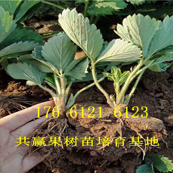重庆大渡口卖的草莓苗多少钱、章姬草莓苗批发价格