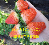 四川广安卖的草莓苗多少钱、红颜草莓苗批发价格图片0