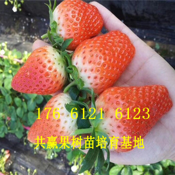 江苏无锡卖的草莓苗多少钱、甜宝草莓苗批发价格