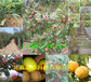 河南鹤壁白草莓苗基地、白草莓苗要卖多少钱一棵