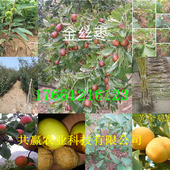 安徽铜陵枣树苗哪里卖、安徽铜陵卖的枣树苗多少钱