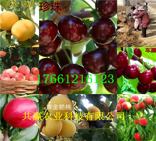 广东惠州脱毒草莓种苗基地、脱毒草莓种苗附近哪里有卖的