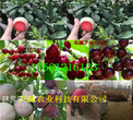 廣西河池脫毒草莓苗基地送貨價圖片