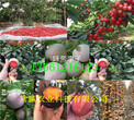 黑龙江黑河草莓种苗种植基地报价