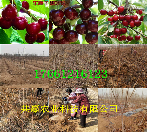 重庆露天草莓苗种植效益