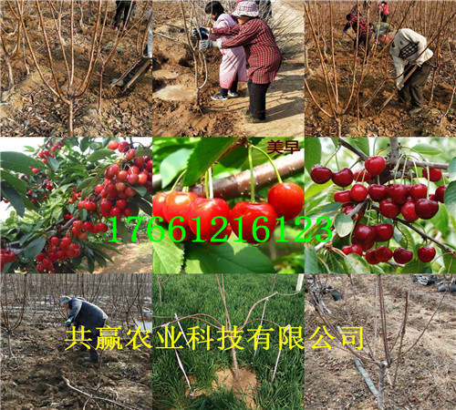 浙江杭州牛奶草莓苗种植技术