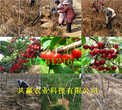廣西柳州草莓苗批發價格圖片