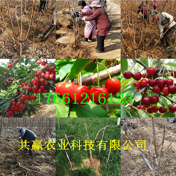 浙江舟山草莓苗基地、草莓苗亩产多少斤