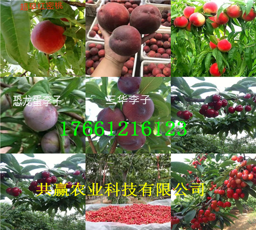 上海红颜草莓苗新品种价格