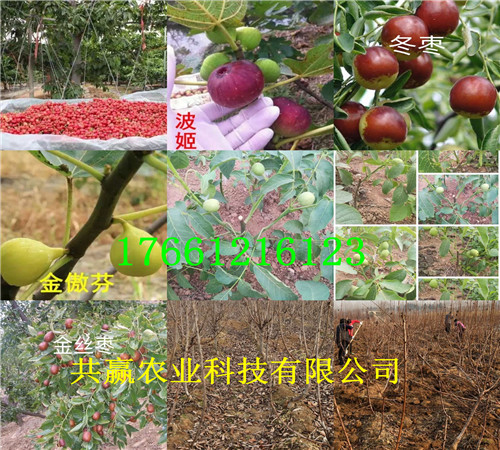 云南西双版纳州枣树苗哪里卖、云南西双版纳州卖的枣树苗多少钱