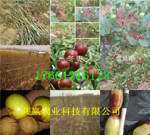 江苏苏州草莓苗种植基地报价