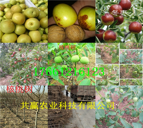 广东广州柿子树苗多少钱卖、柿子树苗种植基地报价