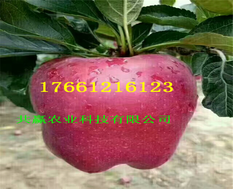 2年新品種蘋果樹主產區價格
