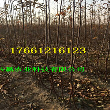 1公分红肉苹果树苗树苗地方有图片