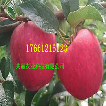 2年新品種蘋果樹主產區價格圖片