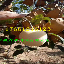 挂果矮化苹果树苗这里卖的价格图片