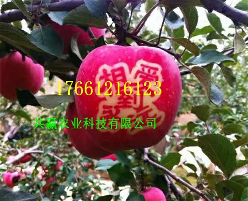 2公分富士蘋果樹苗批發價格