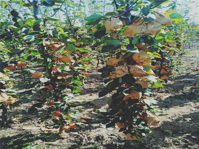 5年新品种梨树栽种技术
