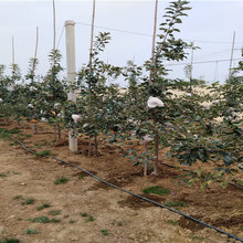 1年矮化苹果树苗主产区售价图片