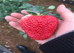 四川泸草莓种苗栽种技术