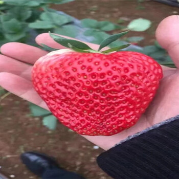 大棚草莓苗基地批发报价