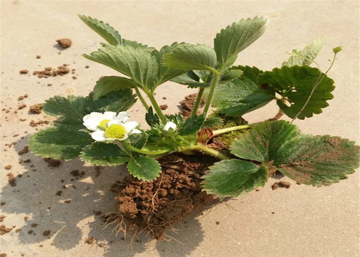 牛奶草莓苗种植技术、牛奶草莓苗育苗基地报价