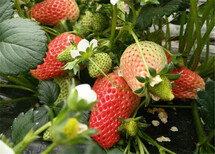 露天草莓苗卖的价格图片1