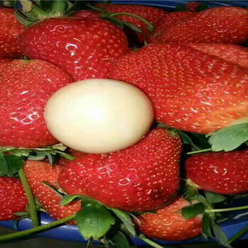云南西双版纳妙香草莓苗批发价格