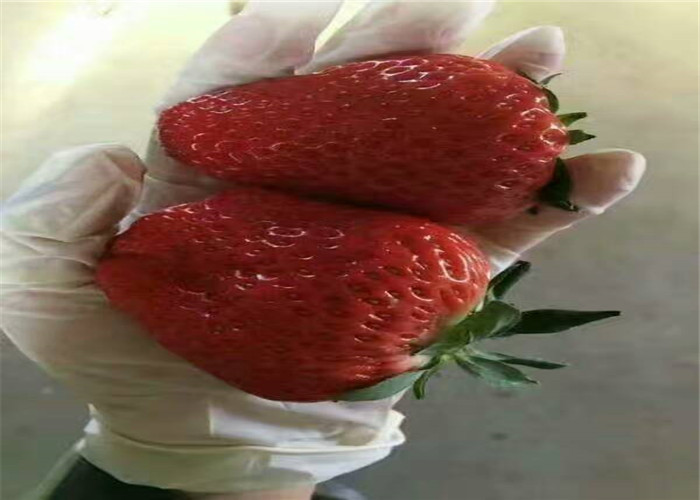 红颜草莓苗送货报价、红颜草莓苗树苗地方有