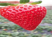草莓苗种植技术、草莓苗这里卖的价格