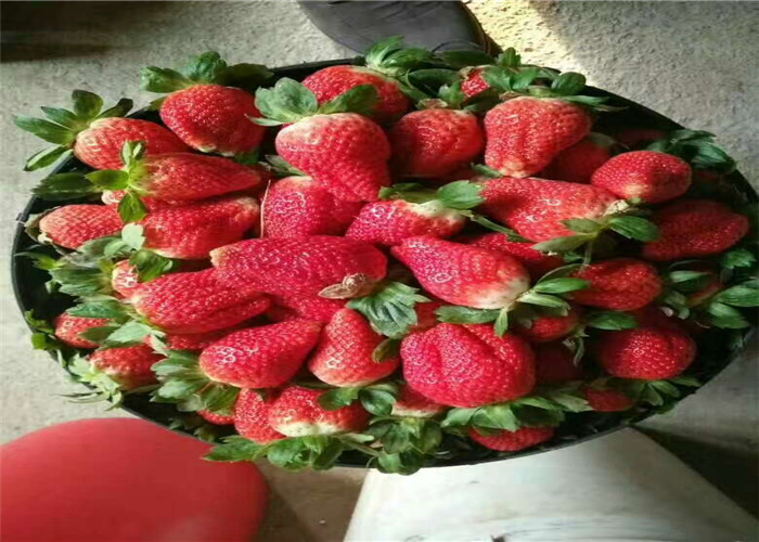 草莓种苗这里卖的好