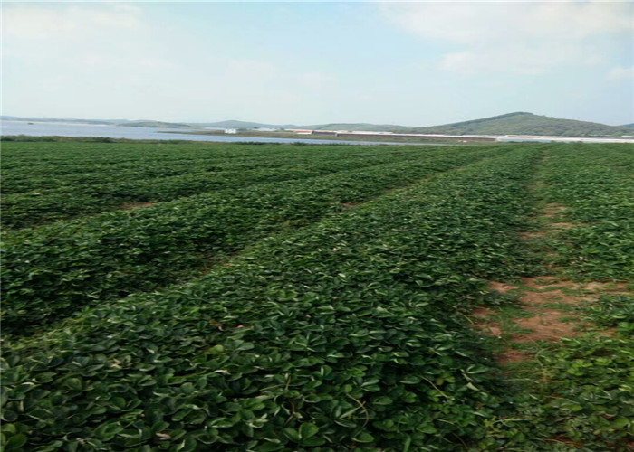 甜宝草苗种植技术、甜宝草苗主产区售价