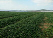四川自贡草莓苗主产区价格
