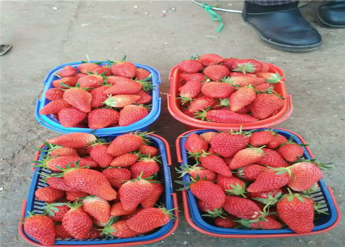 妙香草莓苗产量和栽种技术