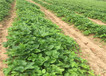 露天草莓苗种植技术、露天草莓苗基地订购报价