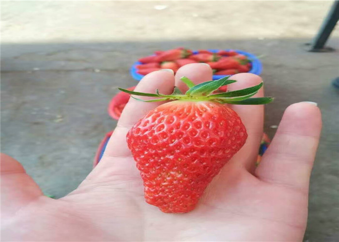 四川眉山露天草莓苗出售价钱
