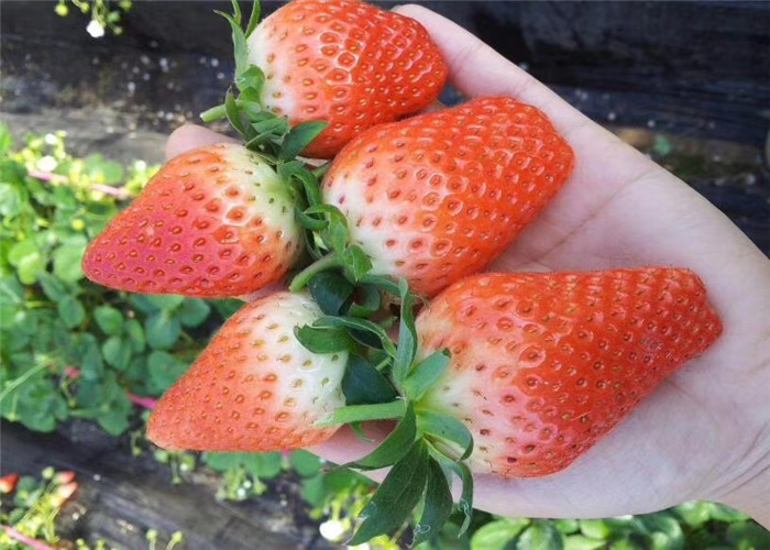 露天草莓苗卖的价格