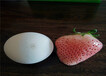 河南鹤壁大棚草莓苗新品种介绍