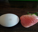 四川凉山陆地草莓苗卖的价格
