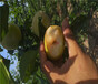 福建龙岩杏李子树苗产量和栽种技术