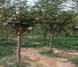 5公分脆红李子树苗栽种技术