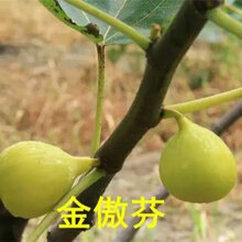 3年紫果无花果树苗送货报价图片