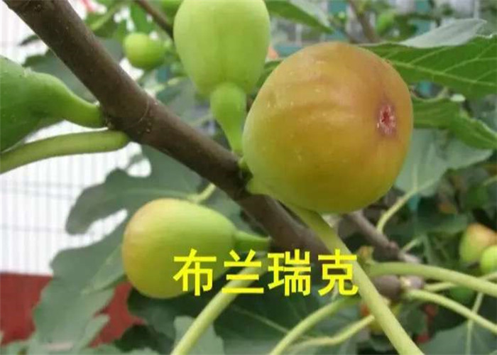 3年波姬红无花果卖的价格